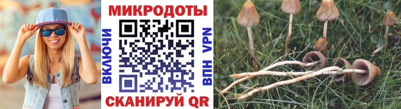 Псилоцибиновые грибы Psilocybe Ишим
